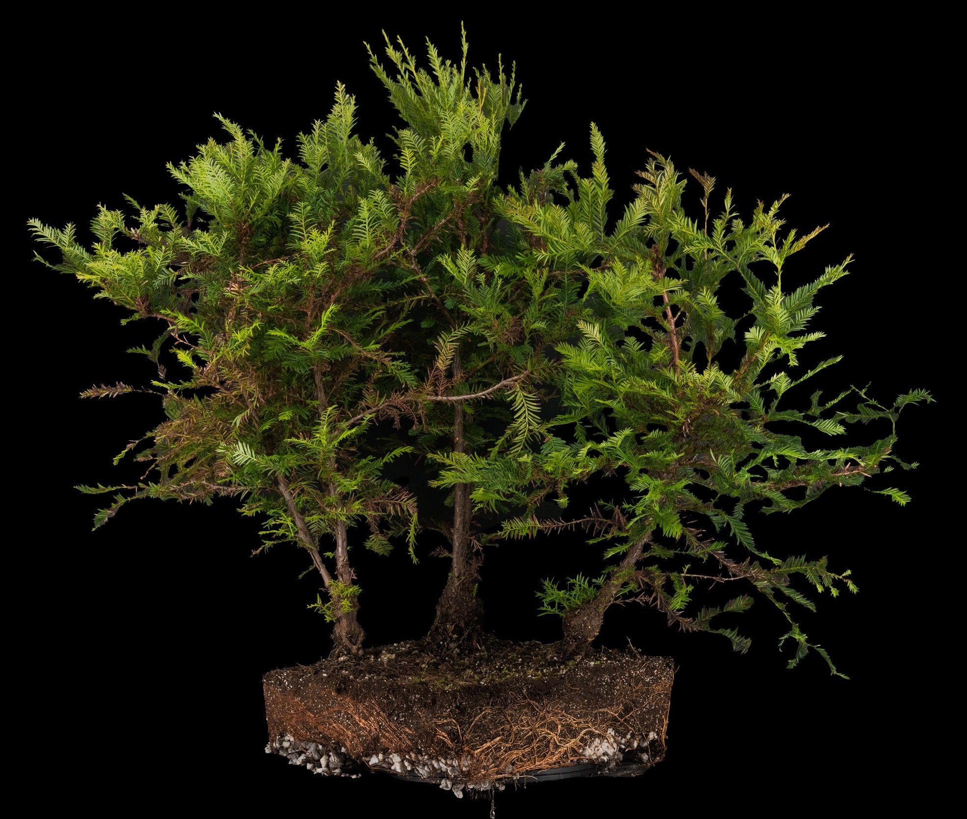 Bonsai Special