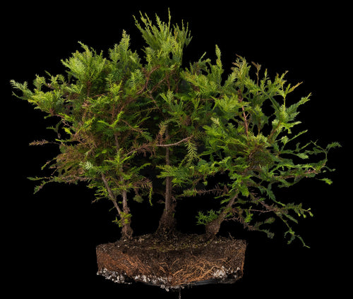 Bonsai Special | Coast Redwood Forest (A2)