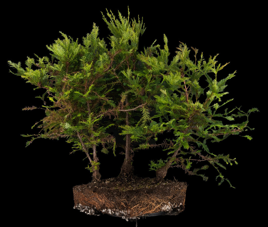 Bonsai Special | Coast Redwood Forest (A2)