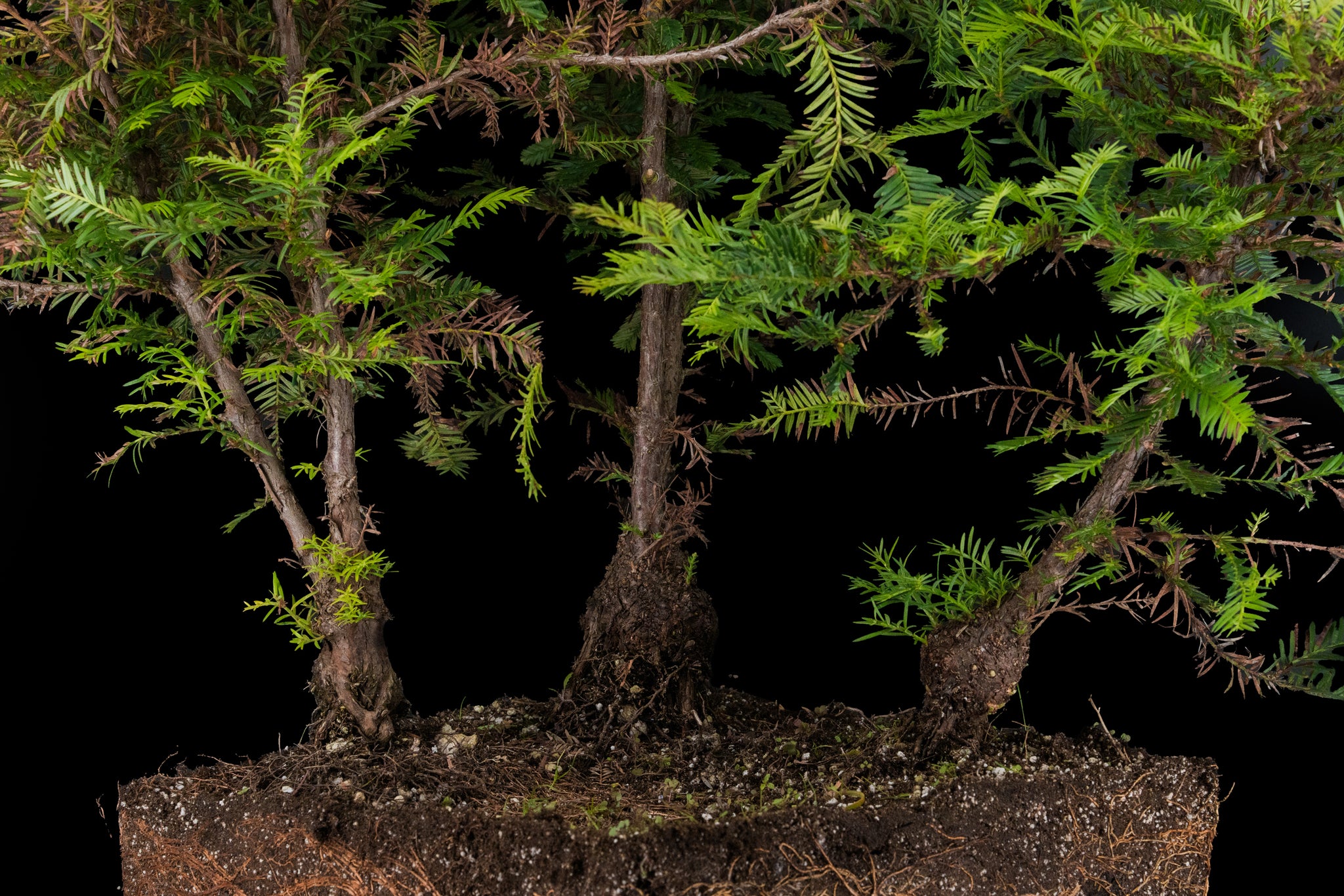 california redwood bonsai tree Bonsai Special