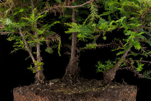 Bonsai Special | Coast Redwood Forest (A2)