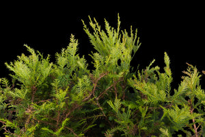 Bonsai Special | Coast Redwood Forest (A2)