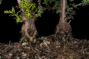 Bonsai Special | Coast Redwood Forest (A2)