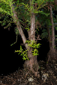 Bonsai Special | Coast Redwood Forest (A2)
