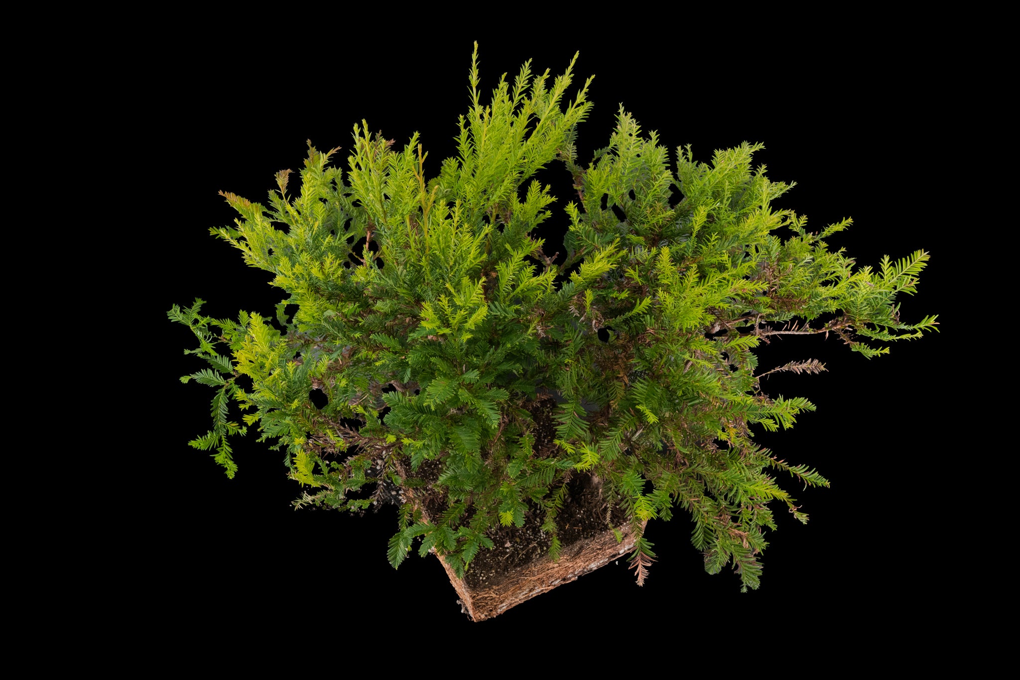 california redwood bonsai tree for sale Bonsai Special