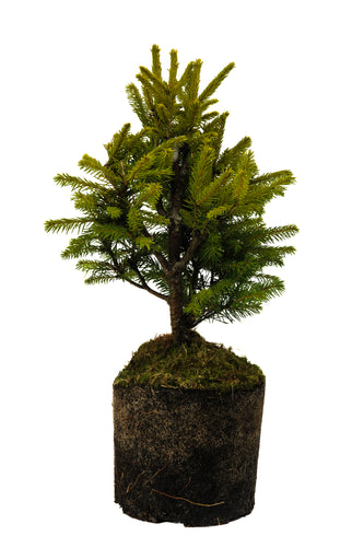 Bonsai Special | Norway Spruce (A3) | The Jonsteen Company