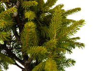 Load image into Gallery viewer, Bonsai Special | Norway Spruce (A3) | The Jonsteen Company