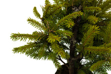 Load image into Gallery viewer, Bonsai Special | Norway Spruce (A3) | The Jonsteen Company
