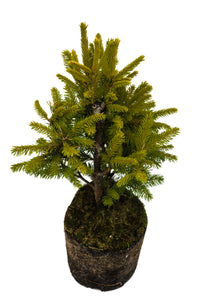 Bonsai Special | Norway Spruce (A3) | The Jonsteen Company