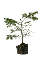 Load image into Gallery viewer, Bonsai Special | Douglas-Fir (A4)