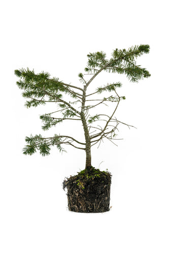 Bonsai Special | Douglas-Fir (A4)