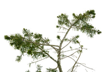 Load image into Gallery viewer, Bonsai Special | Douglas-Fir (A4)