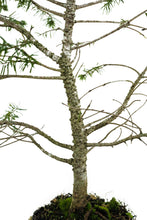 Load image into Gallery viewer, Bonsai Special | Douglas-Fir (A4)