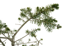 Load image into Gallery viewer, Bonsai Special | Douglas-Fir (A4)