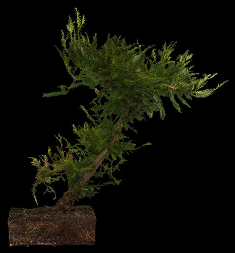 Bonsai Special | Coast Redwood (A4)