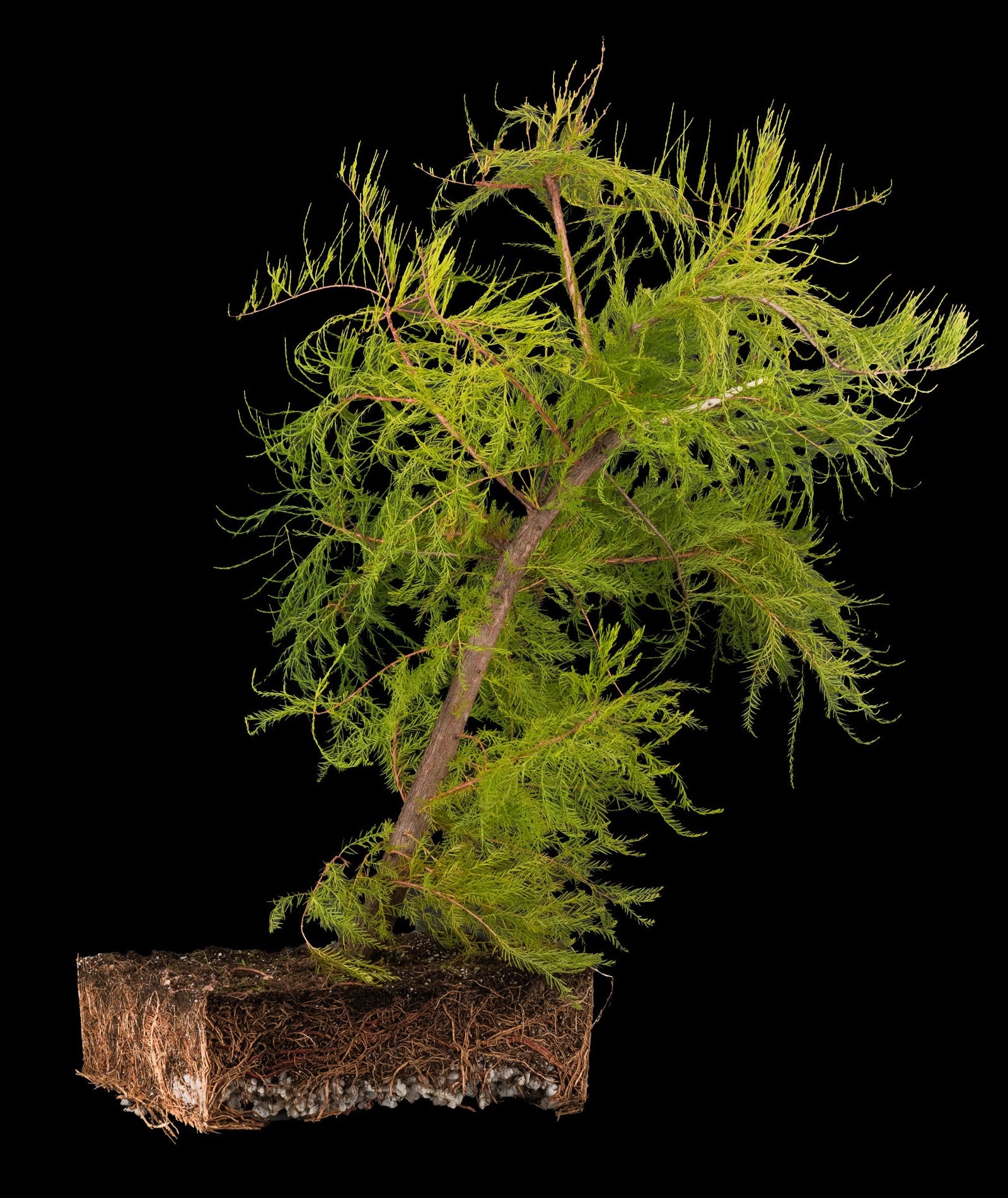 bald cypress tree bonsai Bonsai Special