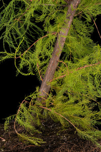 Bonsai Special | Pond Cypress (A6)