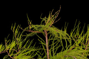 Bonsai Special | Pond Cypress (A6)