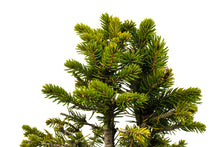 Load image into Gallery viewer, Bonsai Special | Norway Spruce (A7) | The Jonsteen Company