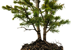Bonsai Special | Norway Spruce (A7) | The Jonsteen Company