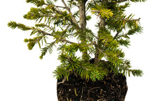 Load image into Gallery viewer, Bonsai Special | Norway Spruce (A7) | The Jonsteen Company
