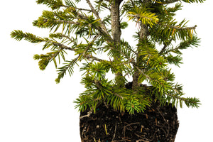 Bonsai Special | Norway Spruce (A7) | The Jonsteen Company