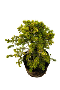 Bonsai Special | Norway Spruce (A7) | The Jonsteen Company