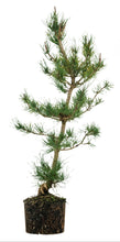 Load image into Gallery viewer, Bonsai Special | Shore Pine (A7)