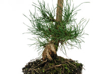 Load image into Gallery viewer, Bonsai Special | Shore Pine (A7)