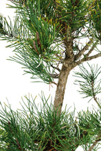 Load image into Gallery viewer, Bonsai Special | Shore Pine (A7)