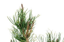 Load image into Gallery viewer, Bonsai Special | Shore Pine (A7)