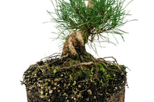 Load image into Gallery viewer, Bonsai Special | Shore Pine (A7)