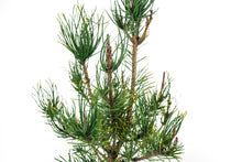Load image into Gallery viewer, Bonsai Special | Shore Pine (A7)
