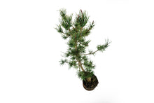 Load image into Gallery viewer, Bonsai Special | Shore Pine (A7)