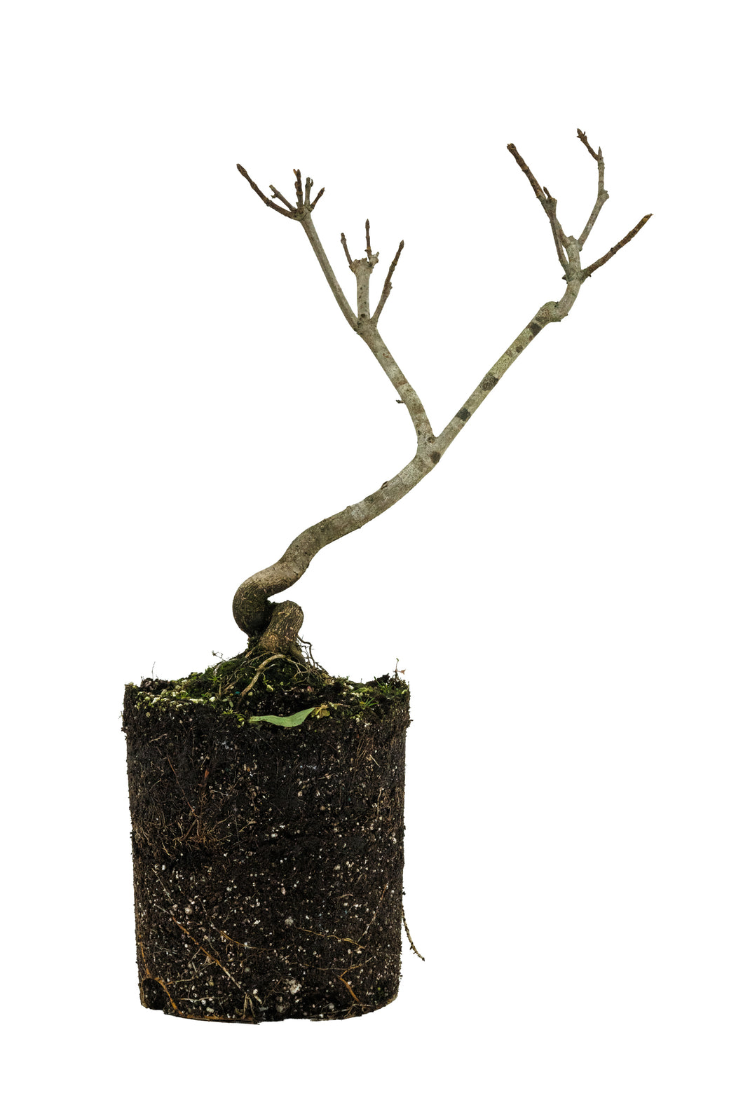 Bonsai Special | Sugar Maple (A7)