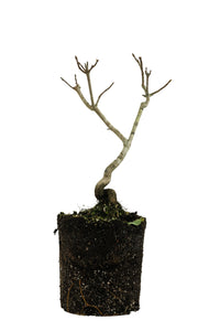 Bonsai Special | Sugar Maple (A7)