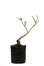 Load image into Gallery viewer, Bonsai Special | Sugar Maple (A7)