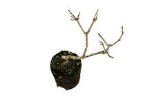 Load image into Gallery viewer, Bonsai Special | Sugar Maple (A7)