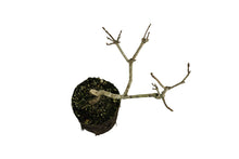 Load image into Gallery viewer, Bonsai Special | Sugar Maple (A7)