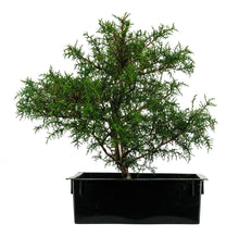 Load image into Gallery viewer, Bonsai Special | Arizona Cypress (A8)