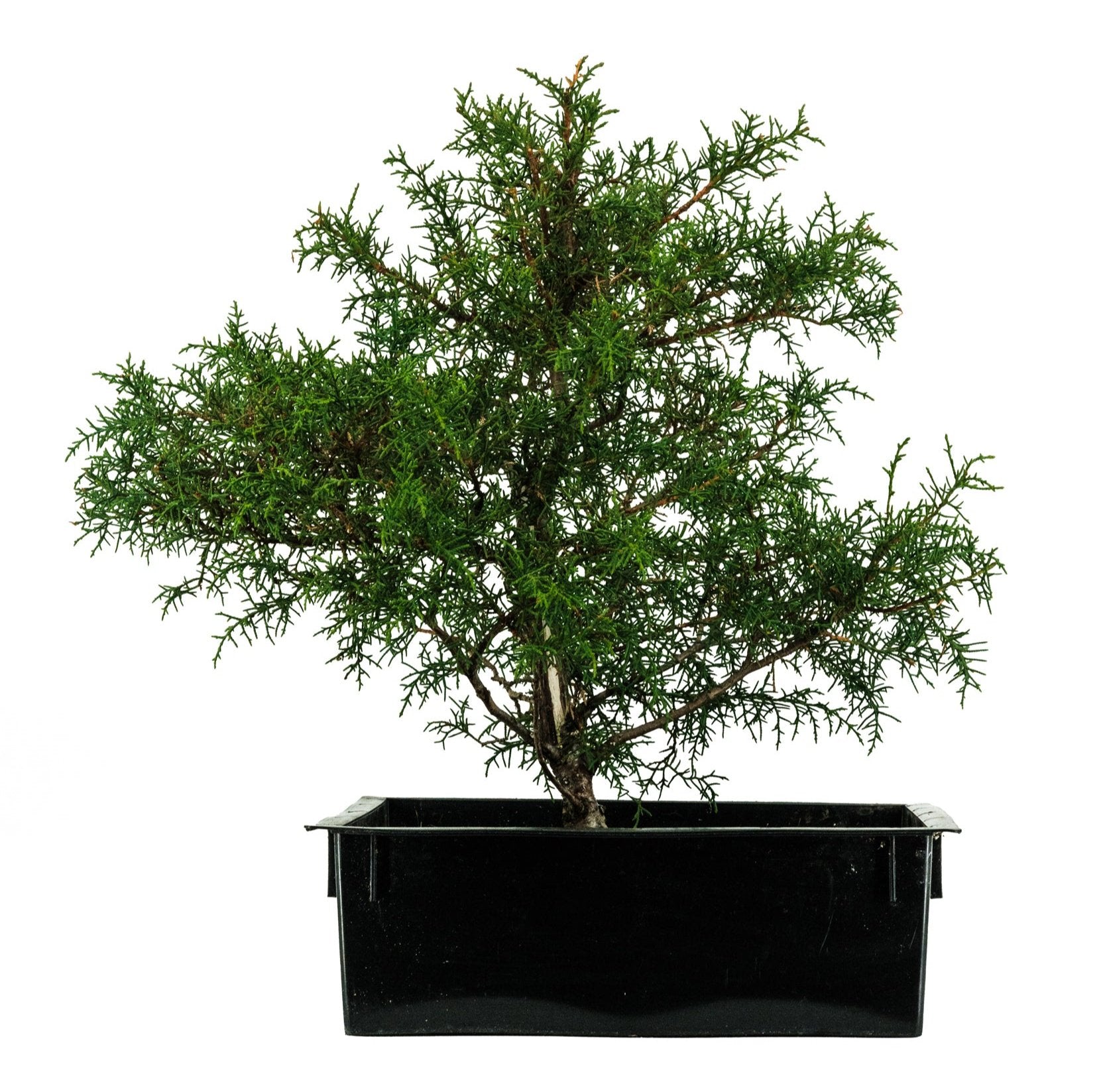 CYPRESS ARBOR Mサイズ　アーバー　サイプレス　Mサイズ Bonsai Special | Arizona Cypress (A8) – The Jonsteen Company