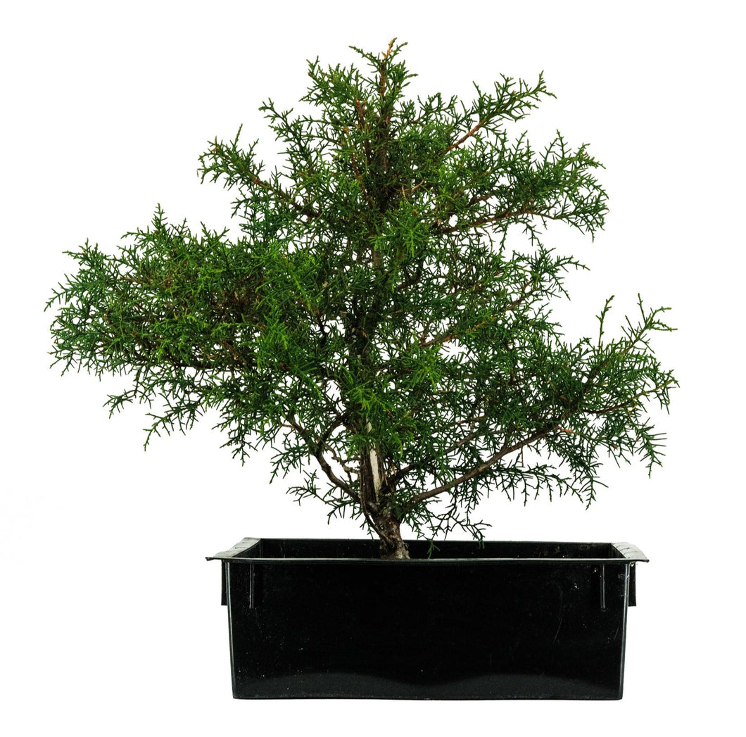 Bonsai Special | Arizona Cypress (A8)