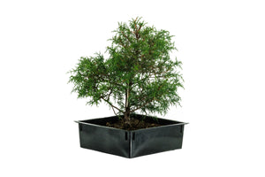 Bonsai Special | Arizona Cypress (A8)