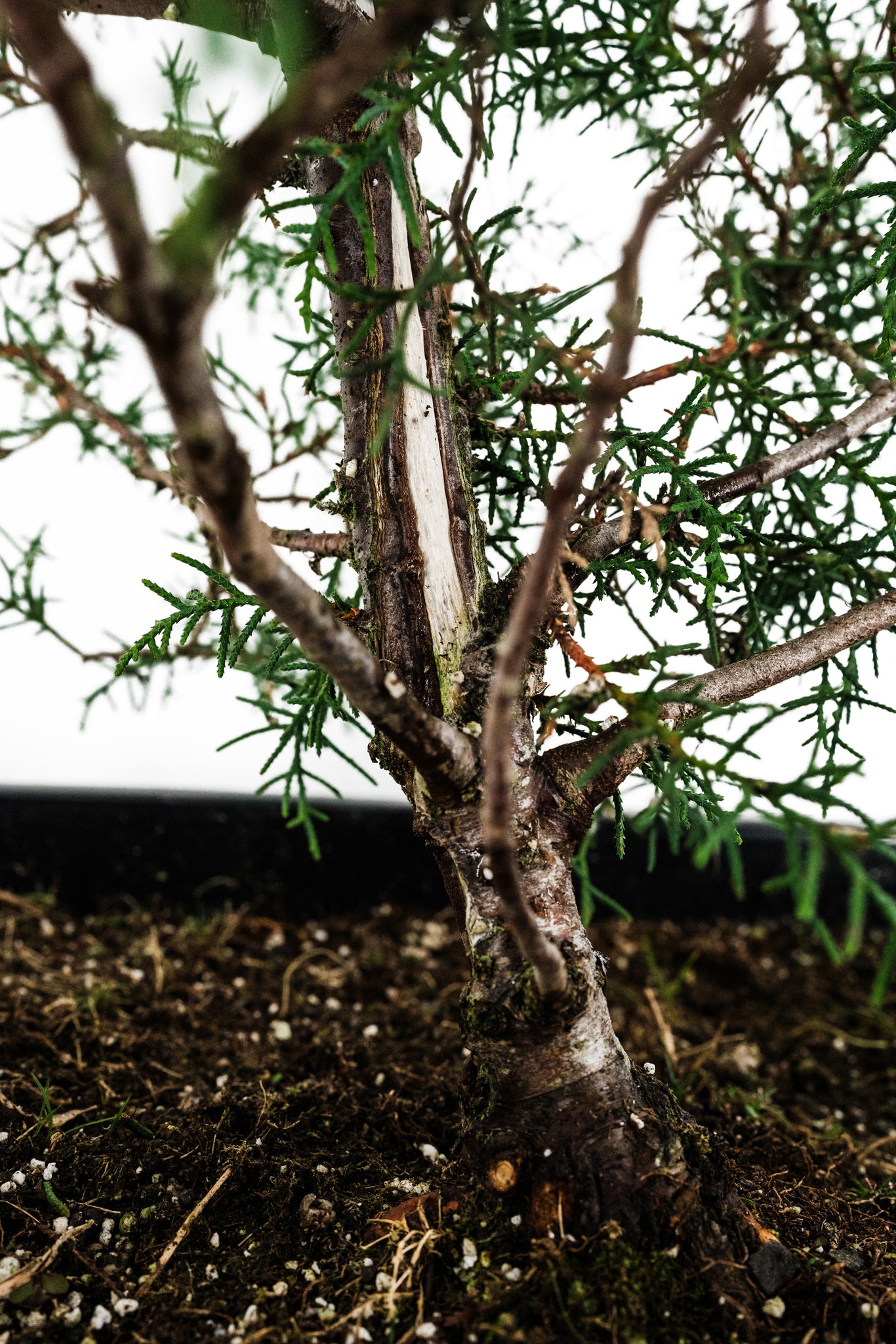 where to buy bonsai trees in phoenix Bonsai Special