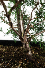 Load image into Gallery viewer, Bonsai Special | Arizona Cypress (A8)