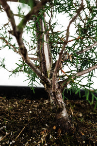 Bonsai Special | Arizona Cypress (A8)