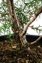 Load image into Gallery viewer, Bonsai Special | Arizona Cypress (A8)