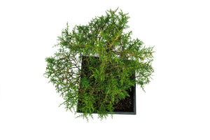 Bonsai Special | Arizona Cypress (A8)