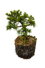 Load image into Gallery viewer, Bonsai Special | Atlas Cedar (A5) | The Jonsteen Company