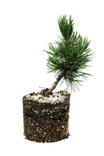 Load image into Gallery viewer, Bonsai Special | Bristlecone Pine (A9) | The Jonsteen Company